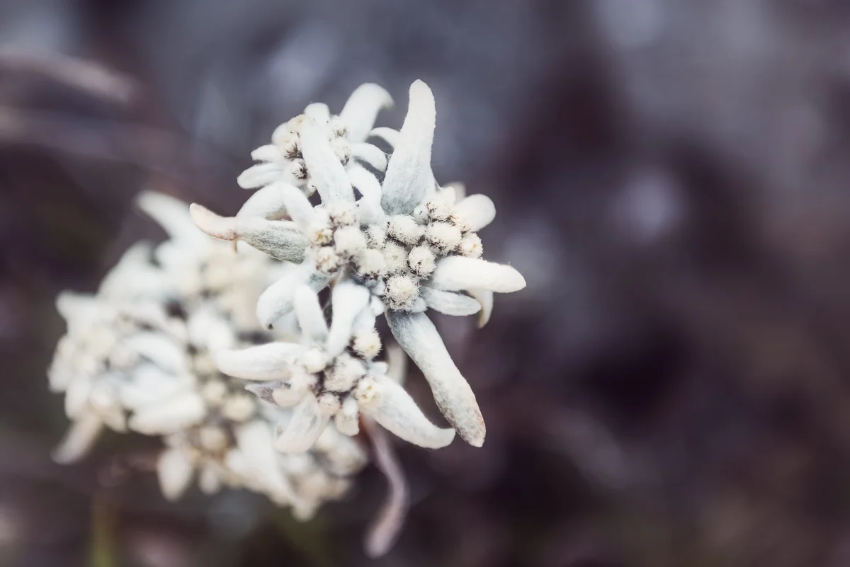 Edelweiss