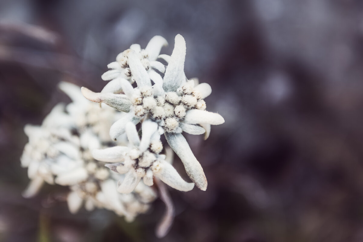 Edelweiss
